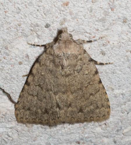 Autophila cataphanes